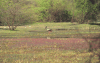 Black-necked Stork (Ephippiorhynchus asiaticus)