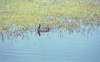 Eurasian Coot (Fulica atra)