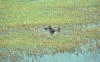 Ferruginous Duck (Aythya nyroca)