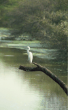 Asian Intermediate Egret (Ardea intermedia intermedia)