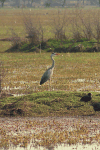 Western Grey Heron (Ardea cinerea cinerea)