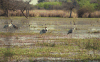 Sarus Crane (Antigone antigone)