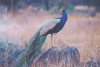 Birds in India