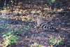 Eurasian Hoopoe (Upupa epops)