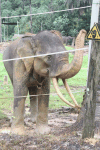 Sumatran Elephant (Elephas maximus sumatranus)