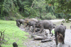 Sumatran Elephant (Elephas maximus sumatranus)