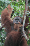 Sumatran Orangutan (Pongo abelii)