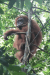 Sumatran Orangutan (Pongo abelii)