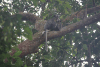 Thomas's Langur (Presbytis thomasi)