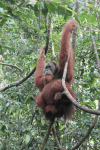 Sumatran Orangutan (Pongo abelii)