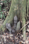 Strangely Shaped Termite Nest