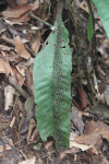 Ants Marching Leaf