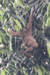 Sumatran Lar Gibbon (Hylobates lar vestitus)