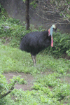 Southern Cassowary (Casuarius casuarius)