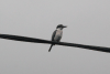 Collared Kingfisher (Todiramphus chloris)