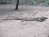 Komodo Dragon (Varanus komodoensis)