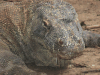 Komodo Dragon (Varanus komodoensis)