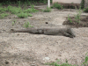 Komodo Dragon (Varanus komodoensis)