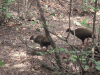 Orange-footed Scrubfowl (Megapodius reinwardt)