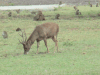 Flores Rusa Deer (Rusa timorensis floresiensis)