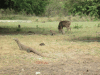 Komodo Dragon (Varanus komodoensis)