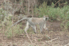 Hilgert's Vervet Monkey (Chlorocebus pygerythrus hilgerti)