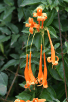 Flamevine (Pyrostegia venusta)