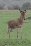 Kongoni (Alcelaphus buselaphus cokii)