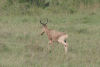 Kongoni (Alcelaphus buselaphus cokii)