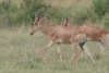 Kongoni (Alcelaphus buselaphus cokii)