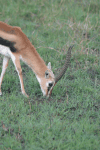 Thomson's Gazelle (Eudorcas thomsonii)