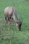 Serengeti Topi (Damaliscus lunatus jimela)