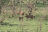 Eastern Warthog (Phacochoerus africanus massaicus)