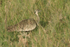 Black-bellied Bustard (Lissotis melanogaster)