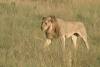 Southern Lion (Panthera leo melanochaita)