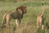 Maasai Mara, Kenya