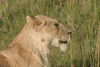 Southern Lion (Panthera leo melanochaita)