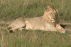 Southern Lion (Panthera leo melanochaita)