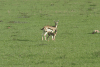 Thomson's Gazelle Female Baby