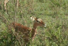 Common Impala (Aepyceros melampus melampus)