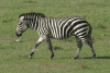 Grant's Zebra (Equus quagga boehmi)