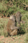 Olive Baboon (Papio anubis)