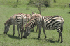 Grant's Zebra (Equus quagga boehmi)