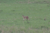 Caracal (Caracal caracal)