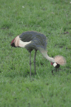 East African Crowned Crane (Balearica regulorum gibbericeps)