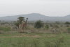 Maasai Giraffe (Giraffa camelopardalis tippelskirchi)