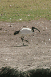 African Sacred Ibis (Threskiornis aethiopicus)