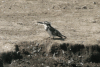 African Pied Kingfisher (Ceryle rudis rudis)