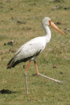 Yellow-billed Stork