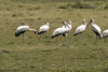 Yellow-billed Stork (Mycteria ibis)